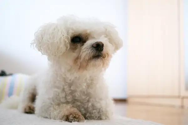 Cute Bolognese puppy.