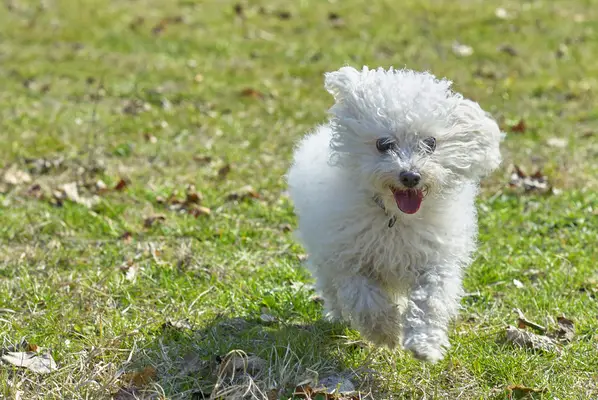 Fotos e fatos dos filhotes de boloñes