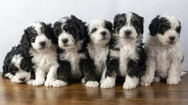 Képek és tények a Bernedodle vevő számára