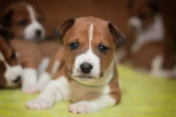 Cute Basenji puppy.