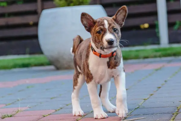 Basenji dog outdoors.
