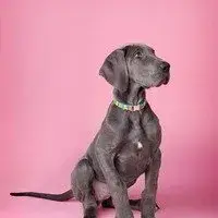 Kā es varu zināt, kad izsmidzinu māju?