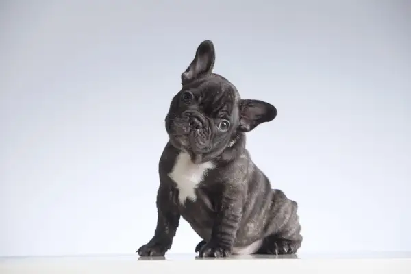 Black and white French Bulldog puppy cocking head