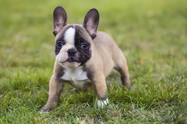 French Bulldog standing in grass