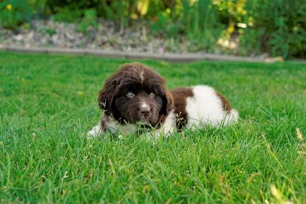 Newfoundland puppy on grass.