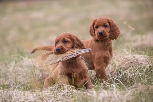 Two Irish Setter puppies, one holding a bird in their mouth.