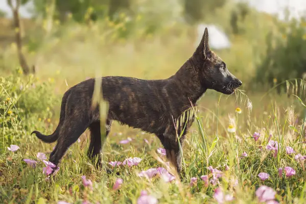 A brindled puppy of the breed playing in a field.