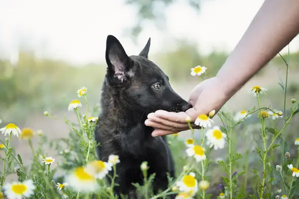 A Dutch Shepherd puppy eating from a human