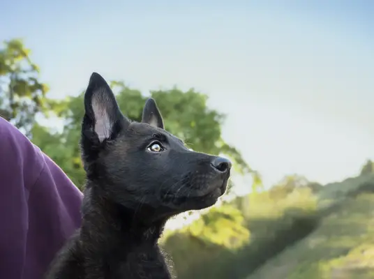 A Dutch Shepherd puppy.