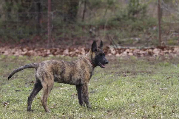 A young brindled puppy standing in a field.