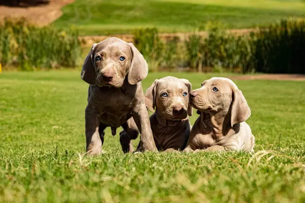 Fotos e feito de cachorro Weimaraner