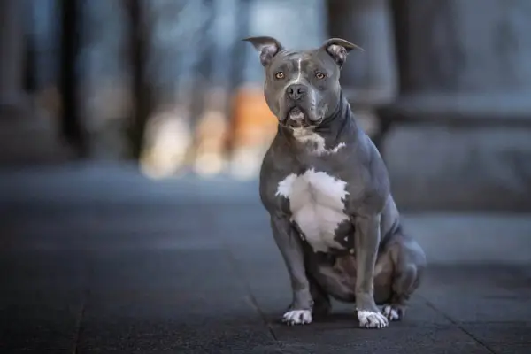 Avant et inconvénients de l'American Staffordshire Terrier