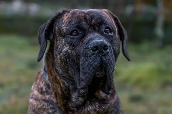Young dog breed Presa Canario in the garden looking around.