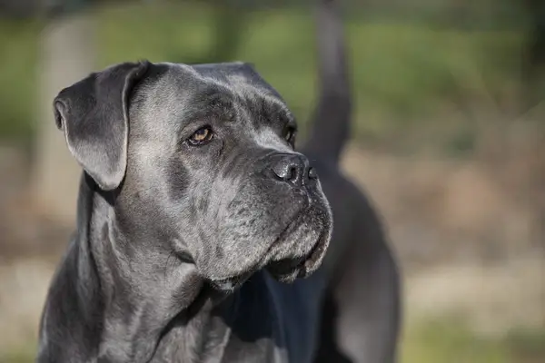 Portrait of a beautiful silver Cane Corso, also known as the Italian Mastiff.