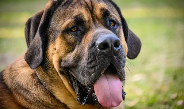 A close-up of an expressive English Mastiff, one of the Mastiff breeds.
