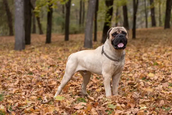 Portrait of a Bullmastiff, one of the Mastiff breeds, standing in autumn leaves.