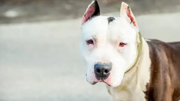 מהו כלב? איך אתה יכול להציל אותם?