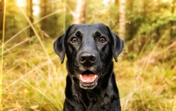 With an average lifespan of just over eleven years, the typical dog costs about ,000, depending on breed, size, and other factors. Worth every penny!