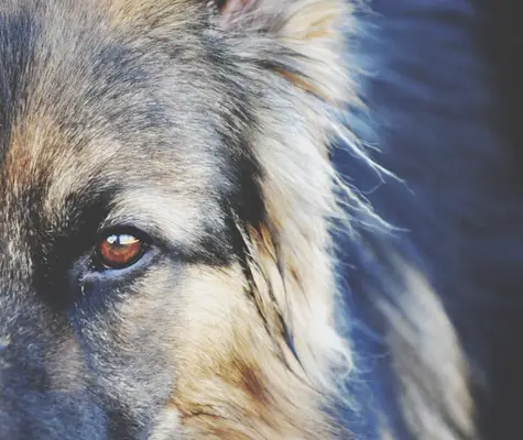 A dog can sense when a person is going to have an epileptic seizure up to 45 minutes before it happens.