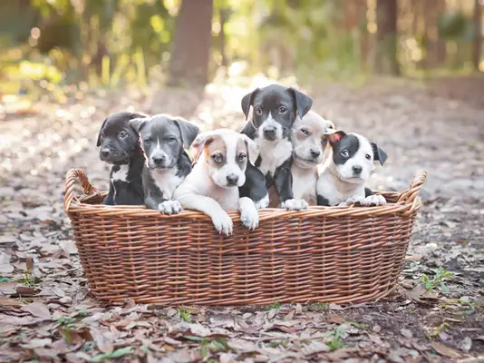 If never spayed or neutered, a pair of dogs can produce enough litters to result in the births of 66,000 puppies (including their grand-puppies and great grand-puppies) in just six years.