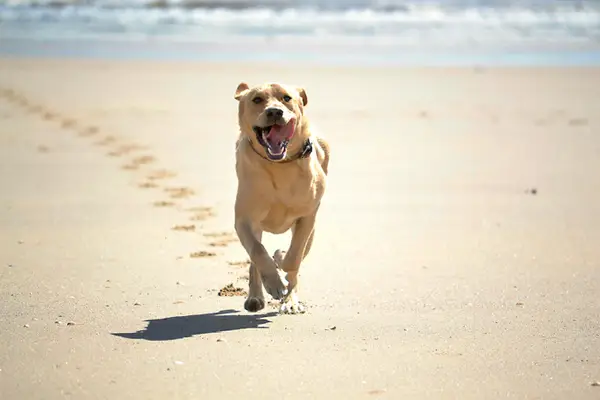 The average dog can run about 19 miles per hour at full speed.