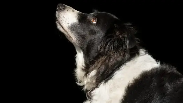 Можете ли да видите куче на тъмно? Имат ли нощно виждане?