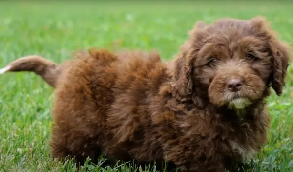 A cheerful Bernedoodle, a popular Poodle mix, is running with its mouth wide open, enjoying the moment