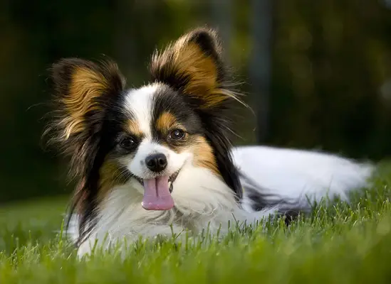 A Papillon breed dog lying in the grass. Narrow depth of field with focus on the eyes.