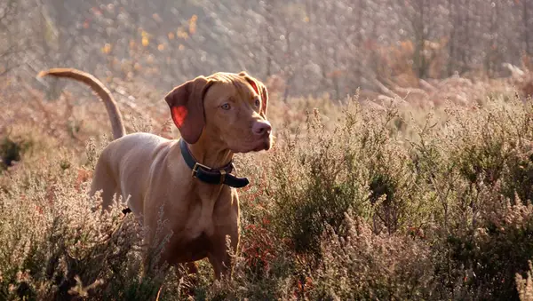 vizsla standing in tall grass