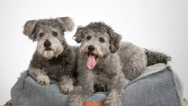 Qual é a corrida rara de cães?