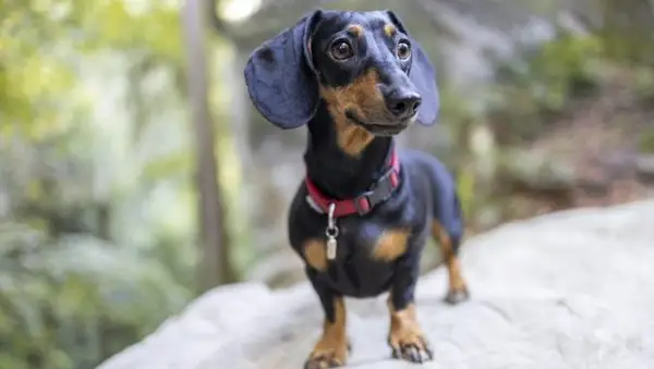 dachshund fun facts