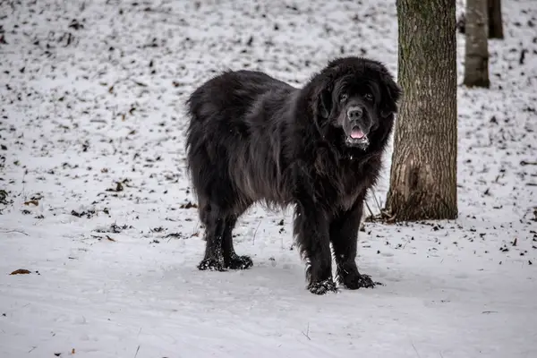 Šunys iš naujo geros šeimos statuso? Geras partneris?