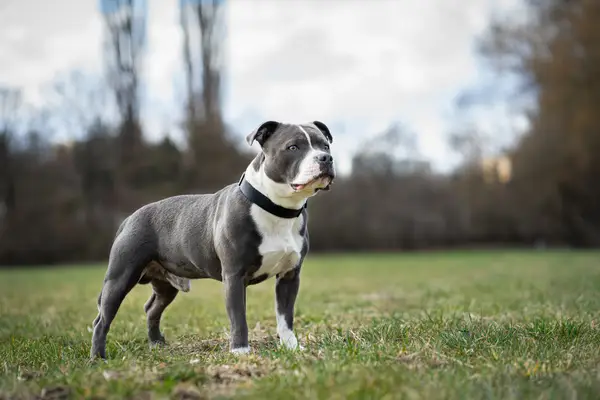 Staffordshire Bull Terrier with a stocky and muscular build — which often leads to the aggressive stereotype — standing in the field.
