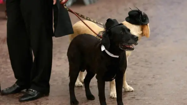 Czy jestem 2024? Festiwal filmowy: Co to jest produkt Palm Dog?