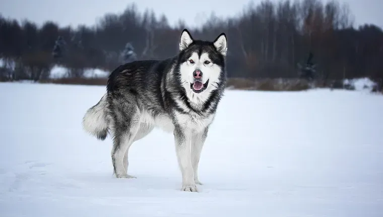 אלסקה מלאמוט ביער' title=