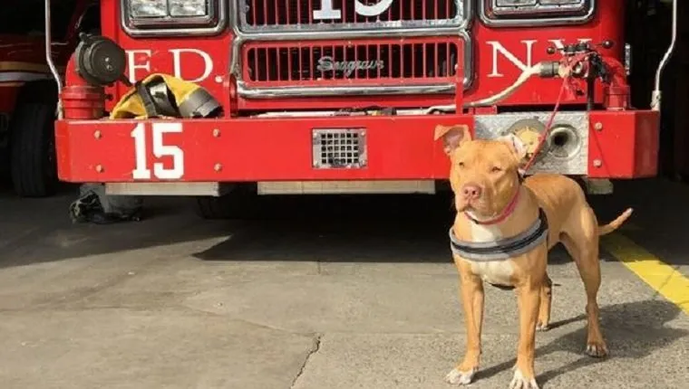 Misbrukt Pit Bull reddet fra Crack House blir brannhushund for FDNY