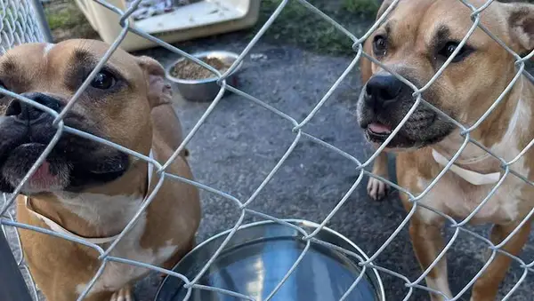 Сцубби ће уштедети 200 насилних битака