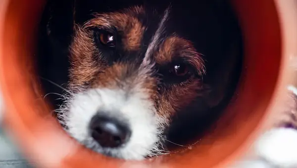 Iesaiņoja dezinfekcijas līdzekli