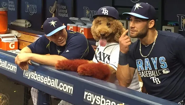 Super Dog Max passe du temps avec l'équipe de baseball des Rays de Tampa Bay