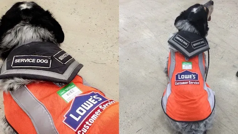 Lowes faz colete adorável e crachá para cão de apoio dos funcionários