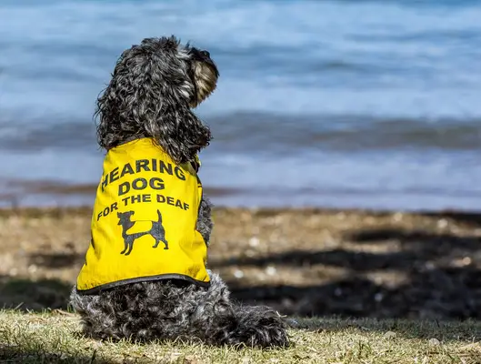 Small Black Poodle wearing a yellow 
