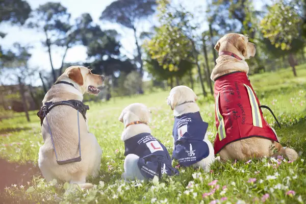 Four Labrador guide dogs, a type of service dog, in training. These dogs sit in a field of flowers.