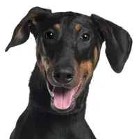 Recadrer la cruauté : couper les oreilles et couper la queue est inutile et cruel