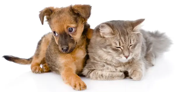 Sapay Day는 조밀 한 문제를 제공합니다