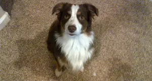 מוקדם: כלבים לא עובדים