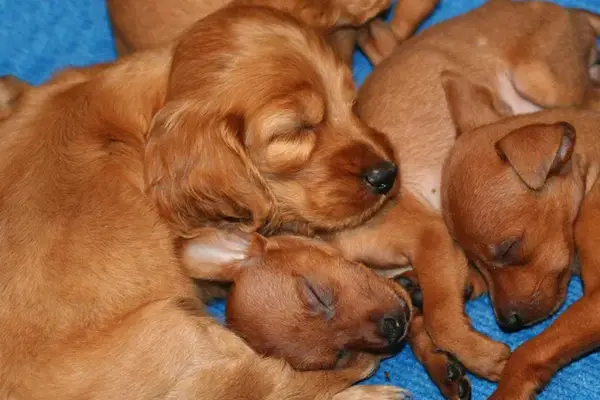 Contraception des chiens