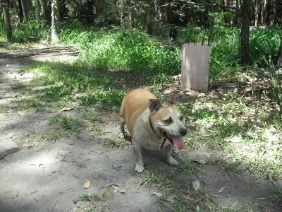 Diane i Chester z Redcliffe w Australii