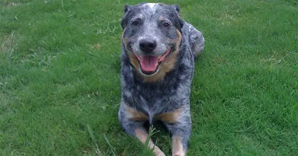 Quan la policia va rebre una mala inversió, el gos va ser assassinat