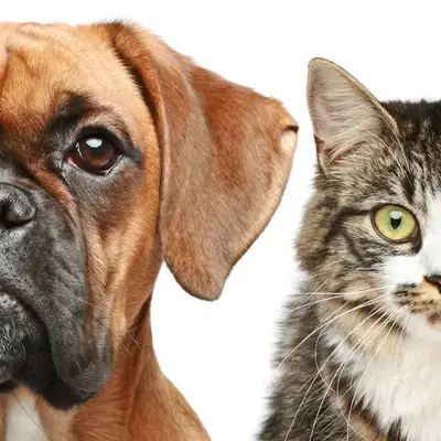 Cinco videos de gatos y perros el viernes 13 de abril de 2012