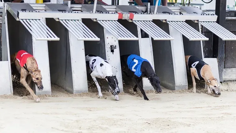 Começando galgos na pista de corrida. Uniformes tradicionais de galgos - nenhuma propriedade específica rastreável. Pequeno desfoque de movimento' title=